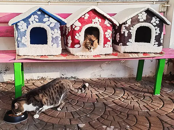 Cucce per gatti alla casa di riposo di Montaldo Scarampi